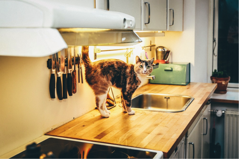 Коты и монеты: приметы и обычаи при переезде в новую квартиру — PR-FLAT.RU