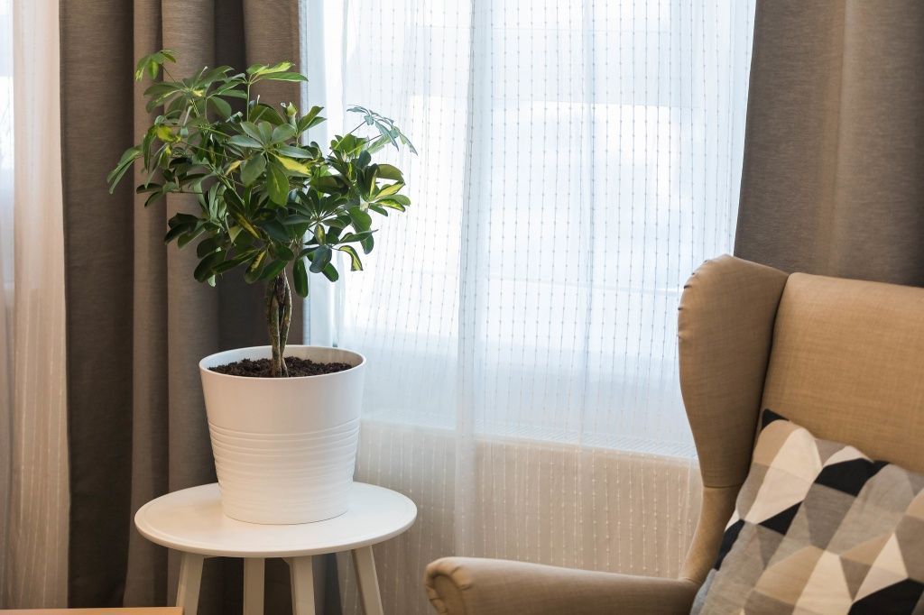 Окна на восток – отличное решение для любителей комнатных растений — pr-flat.ru